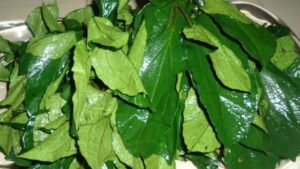 ugu leaf adedejiofakure