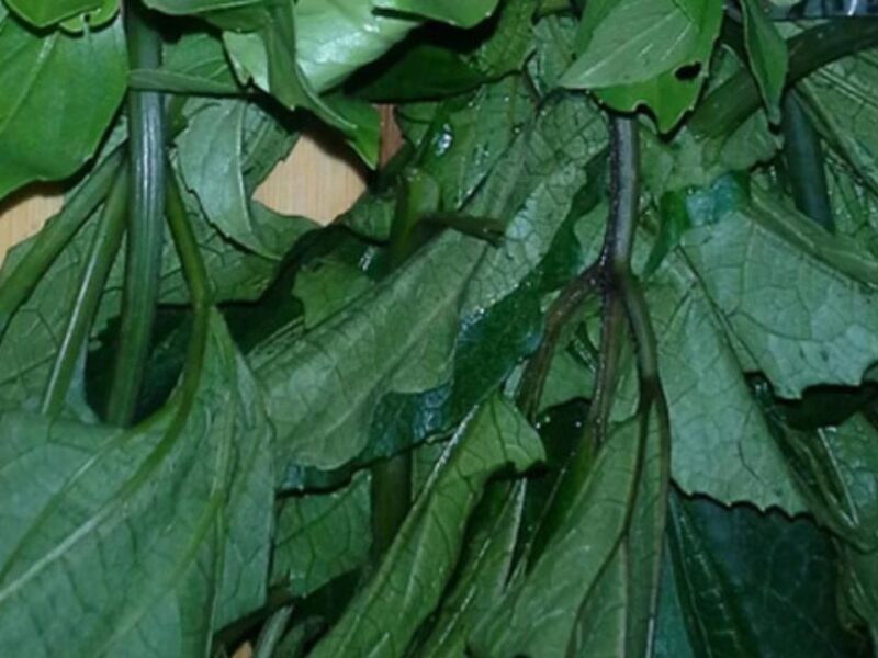 uguleavesadedejiofakure AdedejiOfAkure Media ugu leavesadedejiofakure