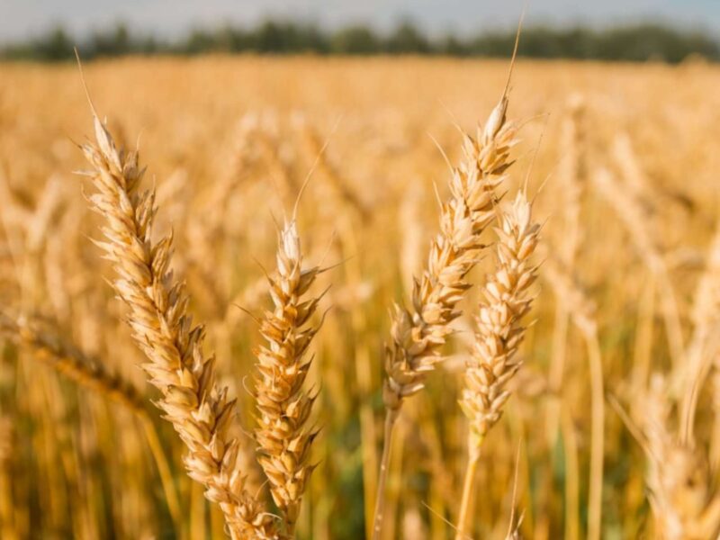 wheat adedejiofakure