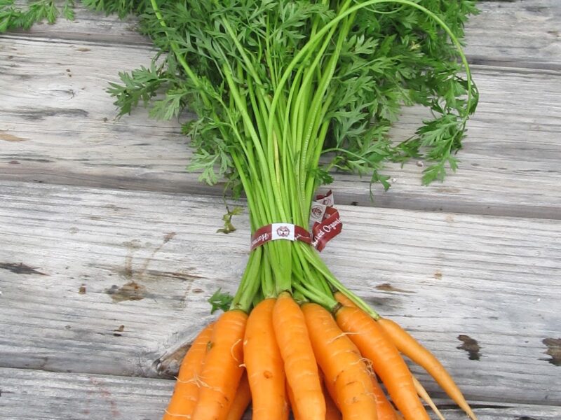 Carrot top