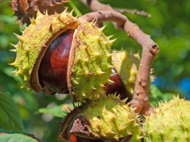 Horse chestnut